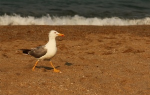 Отново летни температури