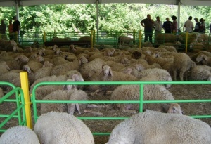 40 овцевъди и 700 животни на първия Национален събор на овцевъдите