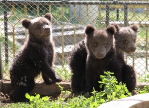 Мечетата тризнаци от Стара Загора вече на открито