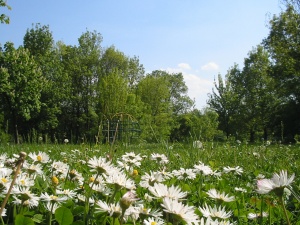Роми безнаказано секат дървета в софийски парк