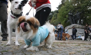 Скенер чете мислите на домашните любимци