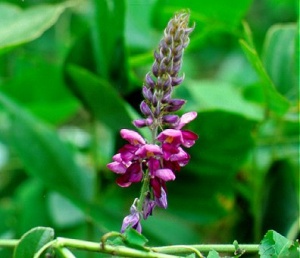 Китайско растение предпазвало от алкохолизъм