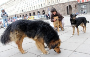 200 000 са нерегистрираните кучета в София