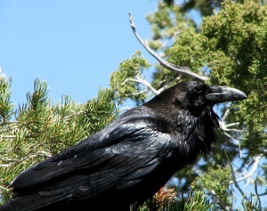 Земетресението обърка гарваните, нападат хора в София