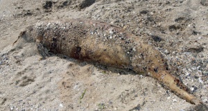 Мъртъв делфин с отрязана опашка открит край Шабла