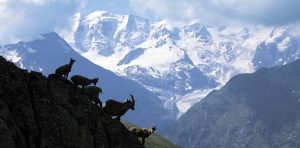 Двама алпинисти загинаха в Швейцарските Алпи