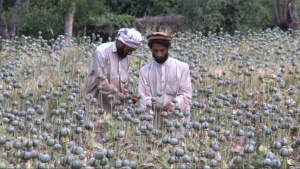 69 млрд. долара е годишната печалба от афганистански хероин