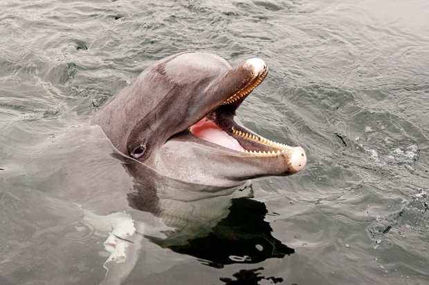 Правят статистика на делфините в Черно море, компенсират рибарите