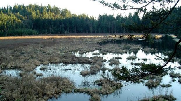 Блатата и тресавищата постепенно чезнат