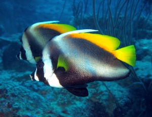 ЮНЕСКО вдигна мерника на Австралия заради Големия бариерен риф