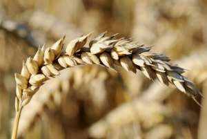 По-малка и по-некачествена реколта от пшеница тази година