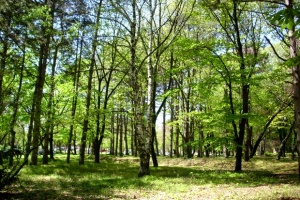 5 юни – Международен ден за опазване на околната среда