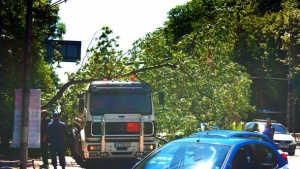 Дърво падна върху цистерна при Телевизионната кула
