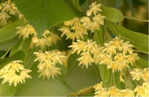 Забраниха брането на липа в Стара Загора