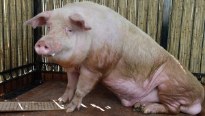 Прасе оракул предрече победи за Полша и Русия на старта на Евро 2012