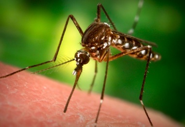 Кого предпочитат комарите?