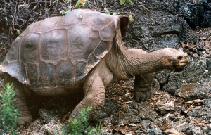Почина последната в света гигантска слонска костенурка