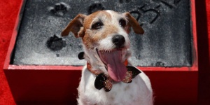 И кучето Уги „се подписа” на Булеварда на славата