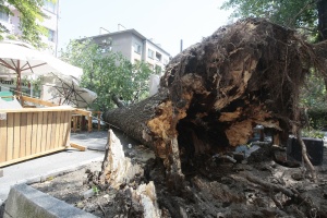 Изгнила топола се стовари върху улично платно в София