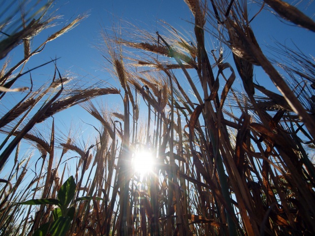Реколтата от пшеница за 2012 г. близо 4 млн. тона