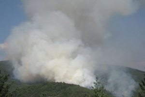 Пламна борова гора в Кюстендилско
