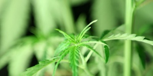 Тригодишно дете се надруса с марихуана от курабийките на баба си