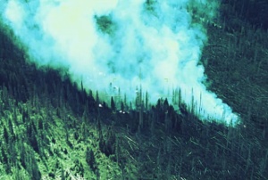 Пожарът в резервата „Бистришко бранище“ е овладян