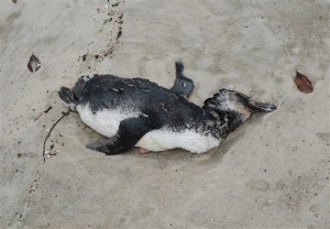 Над 500 мъртви пингвини изхвърлени на плаж в Бразилия за нощ