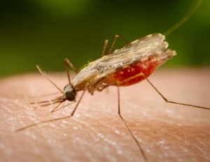 Два случая на малария за първи път от 17 години