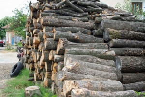 Фирма с оборот от 74 000 лв. спечели търг за дървесина за 6,4 млн. лв.