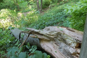 Масивен клон падна на метри от детска площадка в шуменски парк