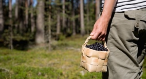 Още 197 от злополучните берачи се върнаха от Швеция