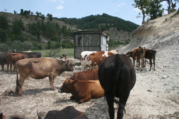 9 млн. лв. допълнителна субсидия получиха животновъдите