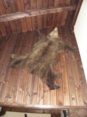 Директор от ДАИ хванат с незаконен ловен трофей