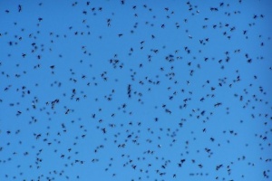 Рояци от пчели забавиха излитането на самолет в САЩ