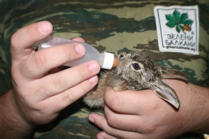 Диво зайче е хилядният пациент на Спасителния център на „Зелени Балкани"