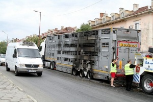 Огнеборци ловиха бикове след пожар в камион