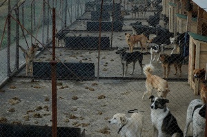 220 кучета осиновени от Сеславци през 2012 г.