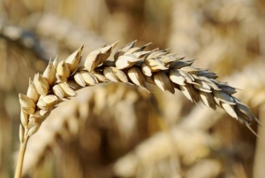 Зърнопроизводители от Североизточна България укрили ДДС за 13 млн. лв.