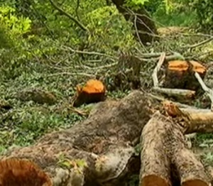 В Сандански въстават срещу сеч на вековни дървета