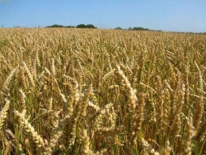 МЗХ: Добивът на пшеница с 15% по-малък от 2011 г.