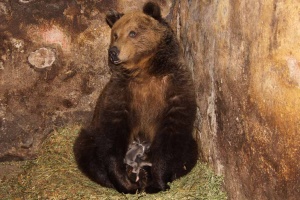 Държавата търси дом за 14 мечки от ловното стопанство „Кормисош"