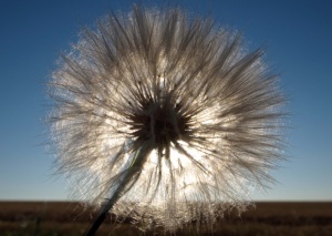 Започва нова гореща седмица с температури до 39 градуса