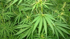 Германска наркобаба осъдена за трафик на марихуана