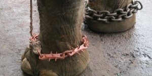 Пол Макартни помогна за освобождаването на окован слон в Индия