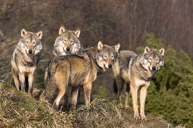 Глутница вълци напада овце в Родопите