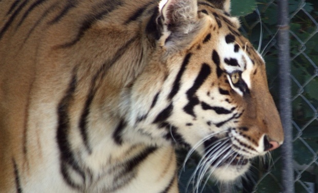 Тигър избяга от зоопарк и уби служителка