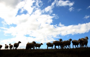 ГЕРБ дарява 10 000 лв. на фермер заради 60 овце, изядени от вълци