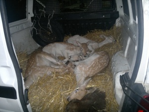 Митничари спасиха 4 упоени еленчета