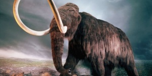 Откриха живи клетки на мамут